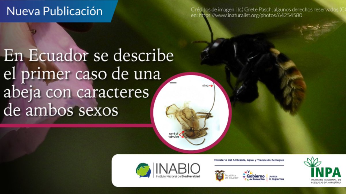 #NoticiasDelMundo: 🚺🐝🚹 Investigadores de <a href="/INABIO/">inabio</a> y @Ascom_Inpa identifican primer caso de abeja andrógina en la especia Eulaema meriana, un tipo de abeja de las orquídeas, nativa de América Central y Sudamérica.

Todos los detalles de este estudio 👇 bit.ly/3jTMI8F