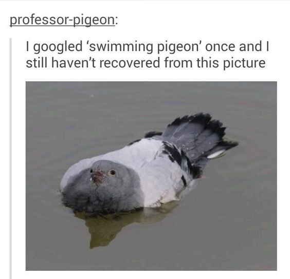 Ourka_Art's tweet photo. I painted a happy swimming pigeon ✨ https://t.co/pGjKpkmcG1