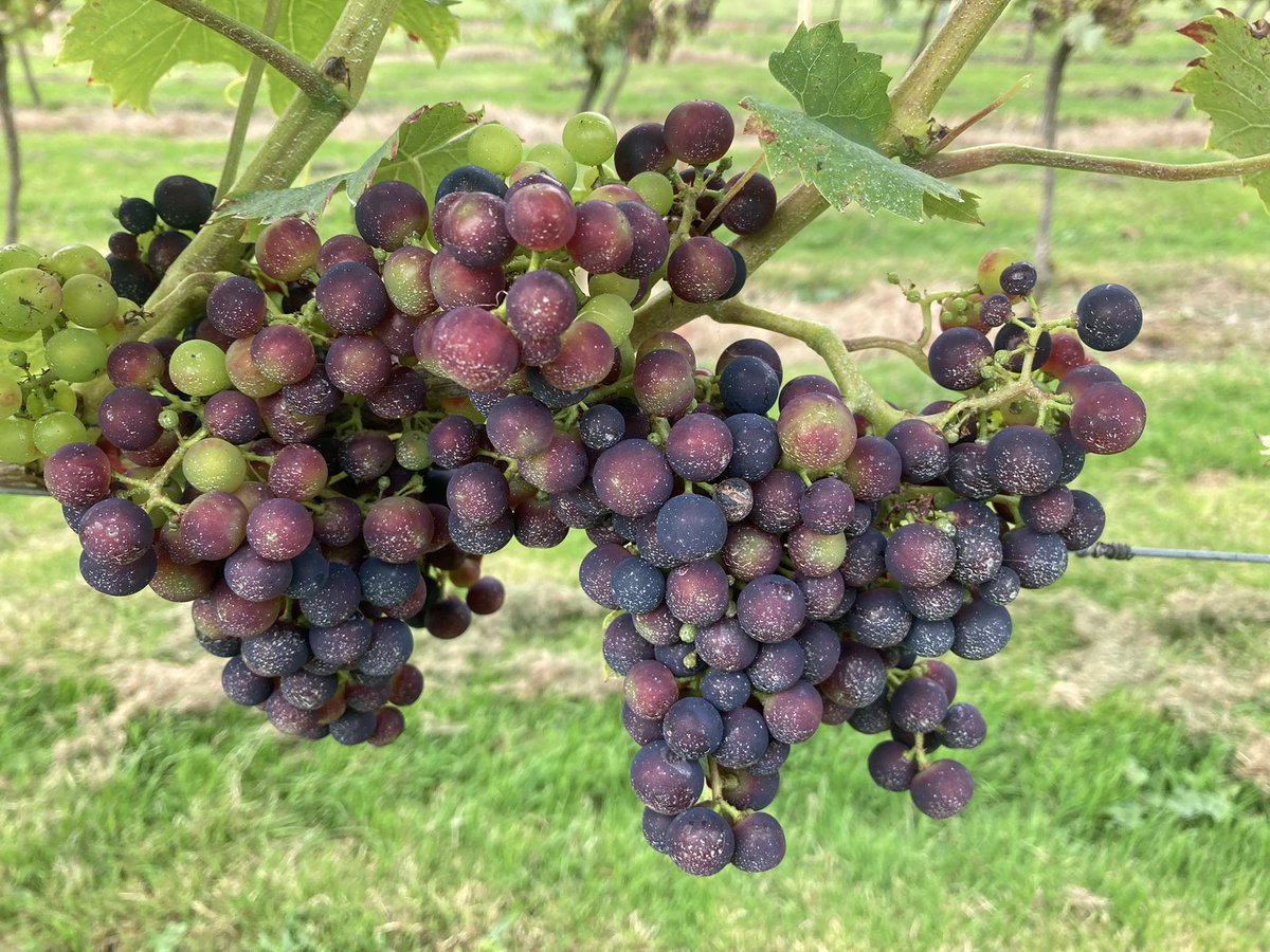 Veraison (changing of colour during ripening) is well underway in the regent