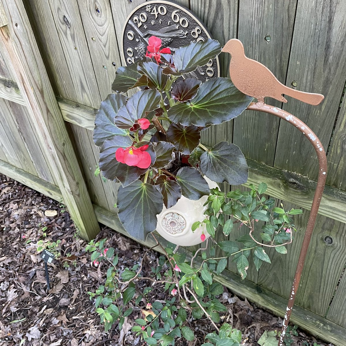 tracy_woods_'s tweet photo. Had all kinds of fun with this eye candy Begonia this year. From the Viking™ XL series, Red on Chocolate. 😋 https://t.co/LtkSYX2lrE #AASWinner #summer #flowers #begonias https://t.co/PDnSPmkSul