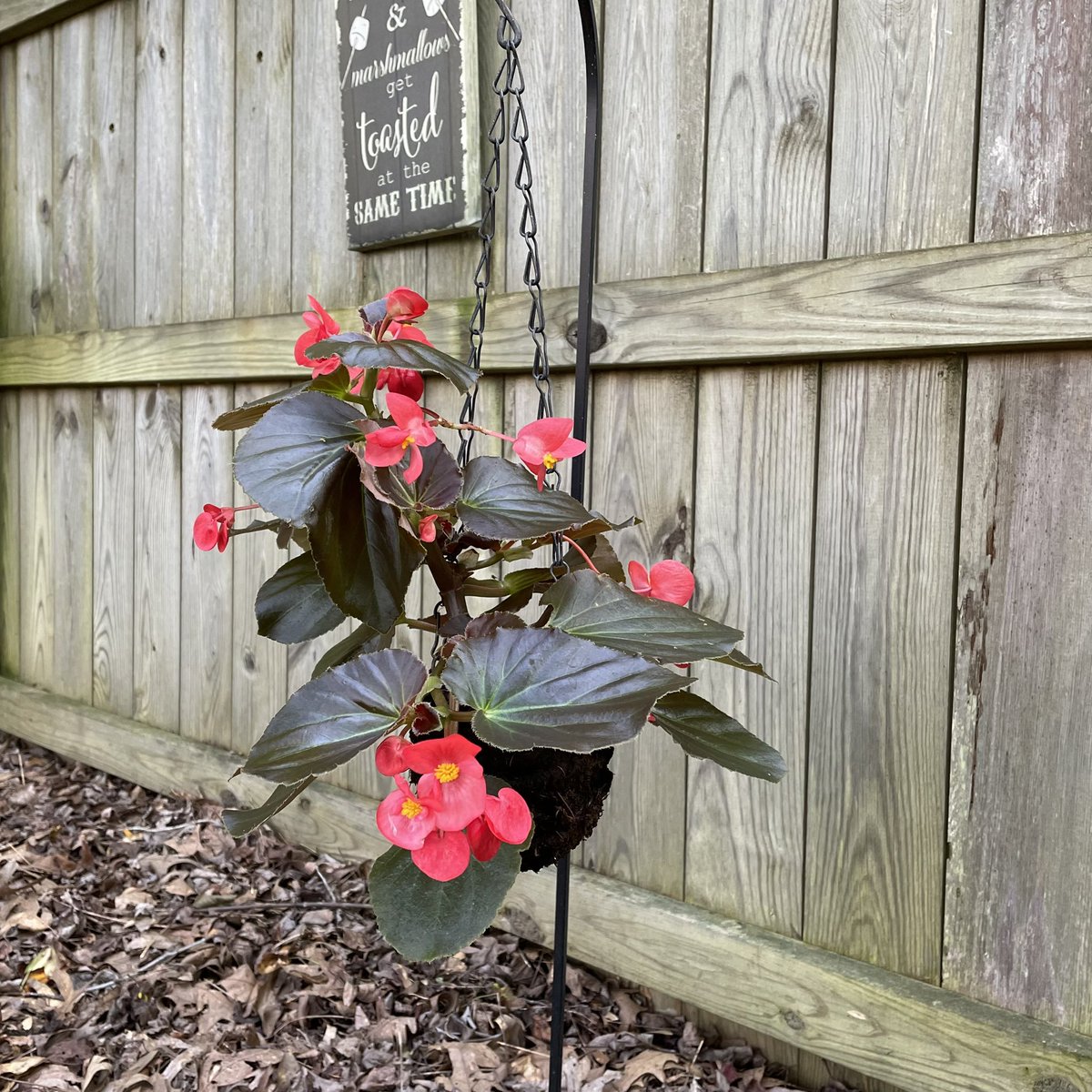 tracy_woods_'s tweet photo. Had all kinds of fun with this eye candy Begonia this year. From the Viking™ XL series, Red on Chocolate. 😋 https://t.co/LtkSYX2lrE #AASWinner #summer #flowers #begonias https://t.co/PDnSPmkSul
