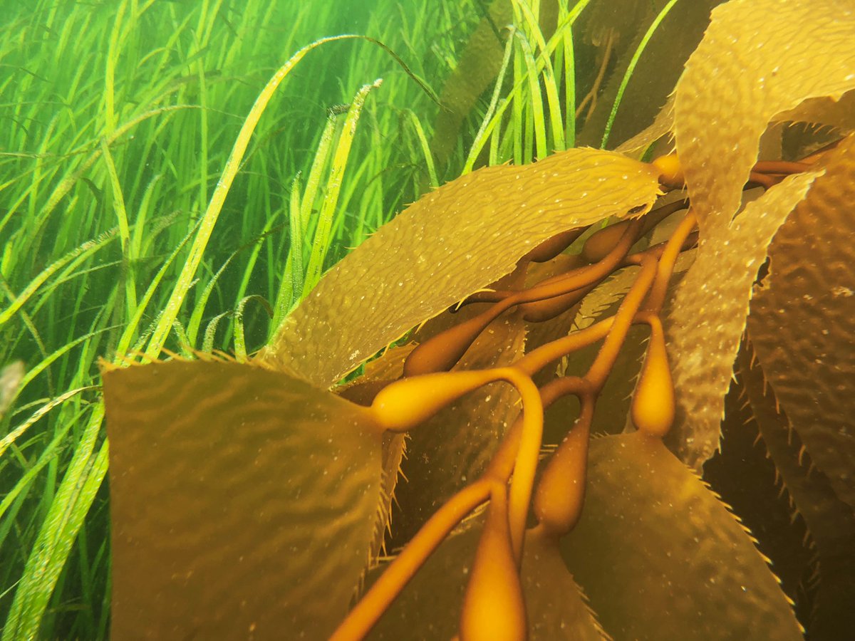 two beautiful habitats, one little island. eelgrass | Zostera marina | giant kelp | Macrocystis pyrifera. @ Prince of Wales Island, AK. #marinebiology #kelp #eelgrass