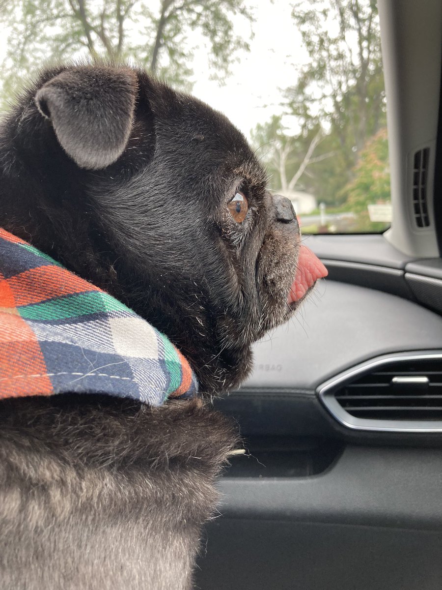 Shannon MacLeod tweet media