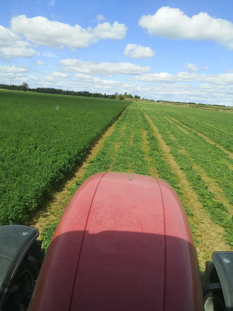 Last cutting of #alfalfa #hay for this year. Plants need to store nutrients to survive the winter and produce again next year.