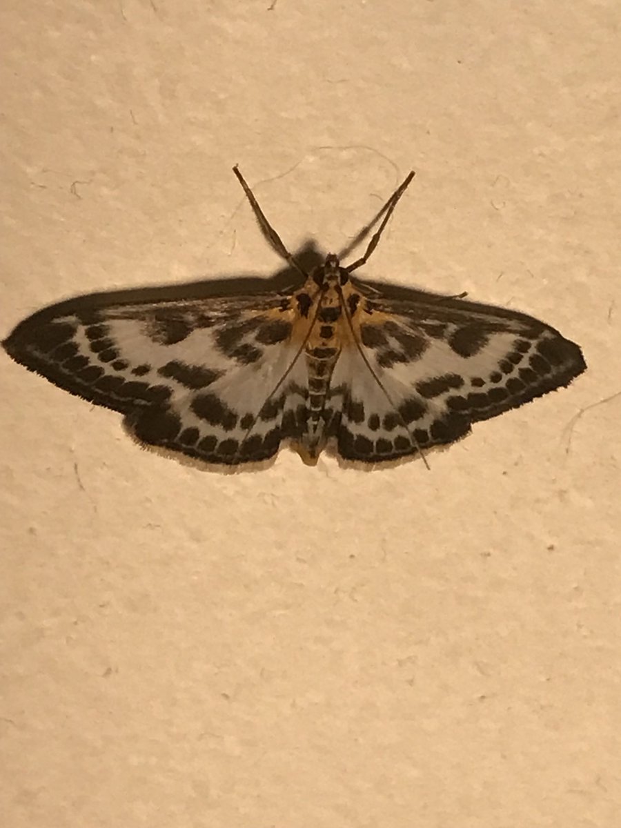 ChrisO58349402's tweet photo. Lepidoptera at PSC https://t.co/COqssXku1H