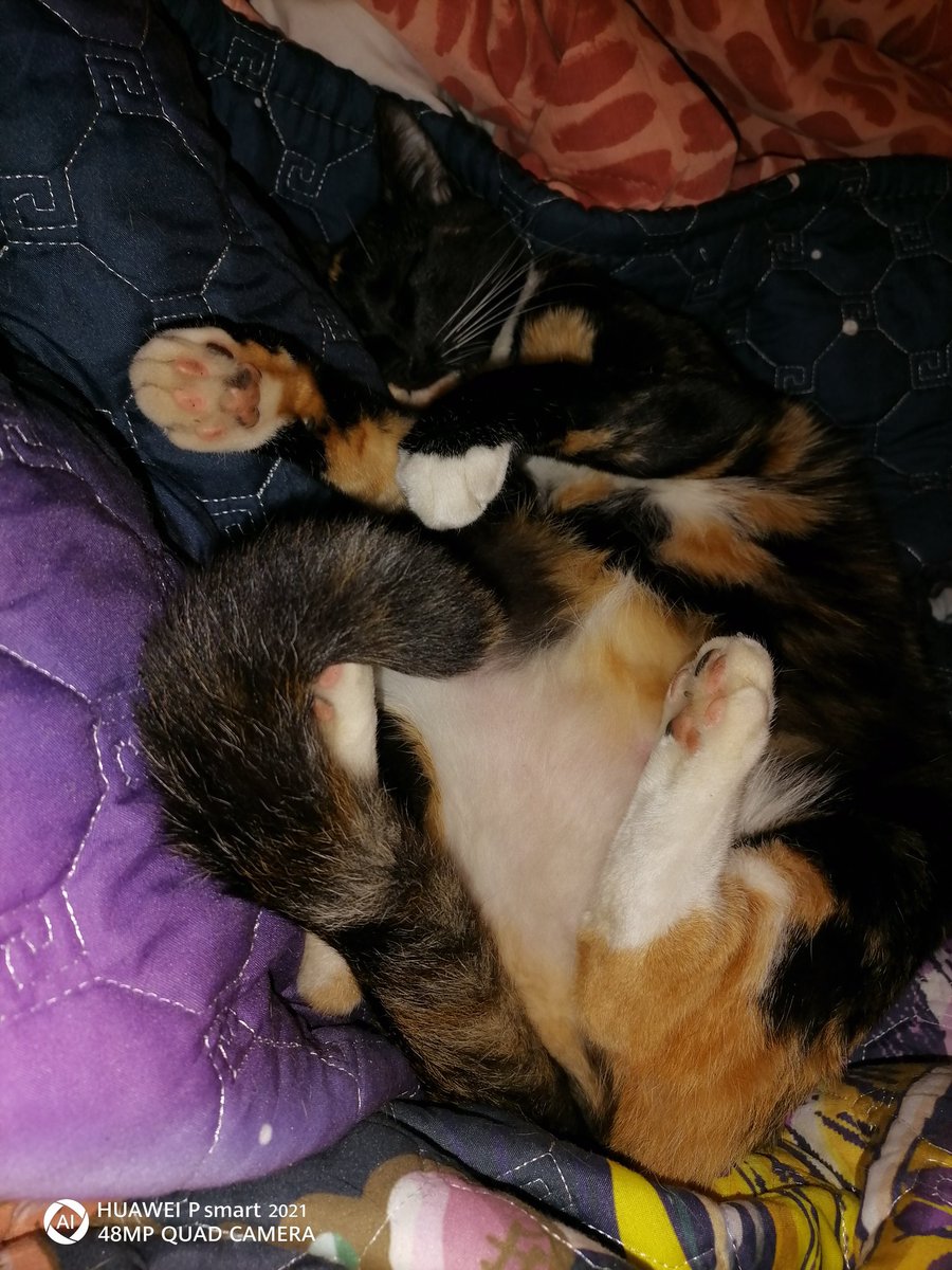 cazker1's tweet photo. Best Monday ever, but no place for my legs. #CatsOfTwitter #BeatingCovid. https://t.co/UzFPtOAdvR