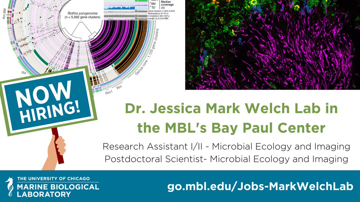 #JOBAlert! The MBL is hiring in the @JMarkWelch Lab in our Bay Paul Center. Seeking Applicants for a PostDoc and  Research Assistant I/II in Microbial Ecology and Imaging. #ApplyToday! go.mbl.edu/Jobs-MarkWelch…