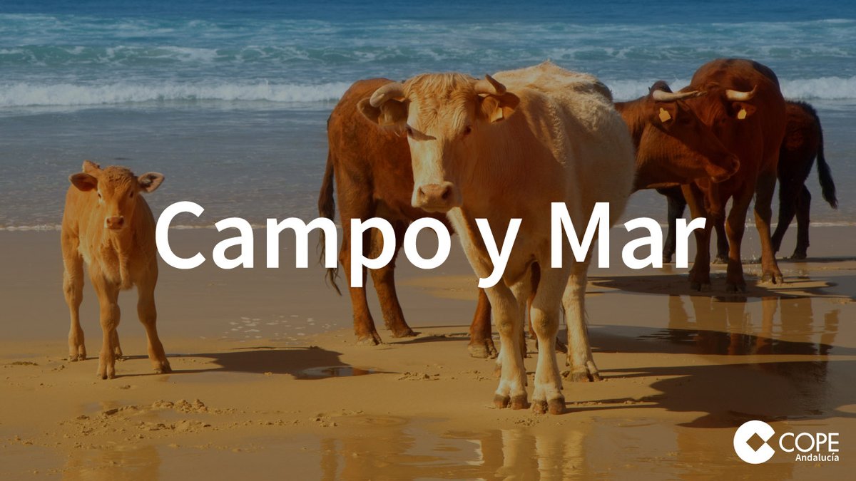 ¡Recuerda!

Hoy estamos de estreno en <a href="/COPEAndalucia/">COPE Andalucía</a> 

📻Llega un nuevo programa a las tardes de los lunes

#CampoyMar | Te esperamos a partir de las 18:10 con <a href="/agudomartin/">Antonio Agudo</a> y <a href="/vrgandara/">Verónica Ruiz Gándara.</a> 

🎧Podrás escucharlo aquí 👉 cope.es/emisoras/andal…