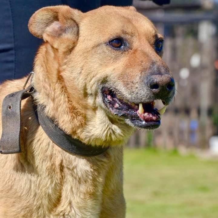 9 años en un Refugio es muchísimo para un perro.
Muchos pensarán que luego de tanto tiempo es el lugar en donde debe estar.
Pero todos los animales rescatados merecen tener un hogar.
El dulce y besuquero Fito hace 9 años que espera❤
Escribinos a adoptantesdelcampito@gmail.com🙌🏻
