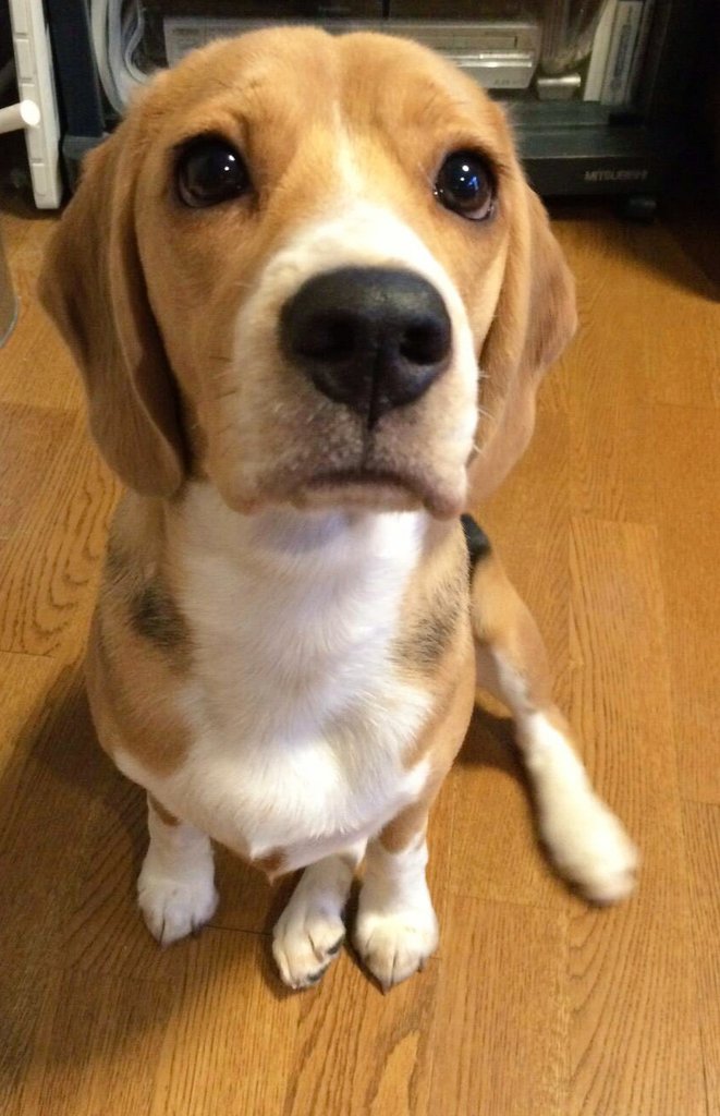 yurinu_kizuna's tweet image. 👆🎶👆🎶👆🎶
ピンポンピンポンピンポーーーン
#beagles #snootaboop