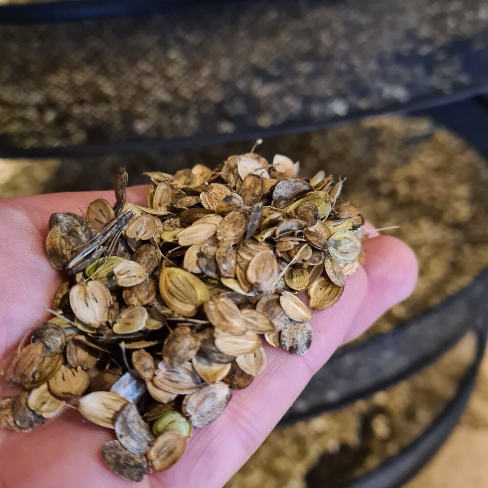 One of the best things to do with #hogweedseed (other than make our award winning Aelder Elixir with it), is make hogweed parkin 👌

Read all about this wonderful ingredient and why it takes pride of place on our Wild Wall of Weird 👇

buckandbirch.com/new-blog/sayhe…