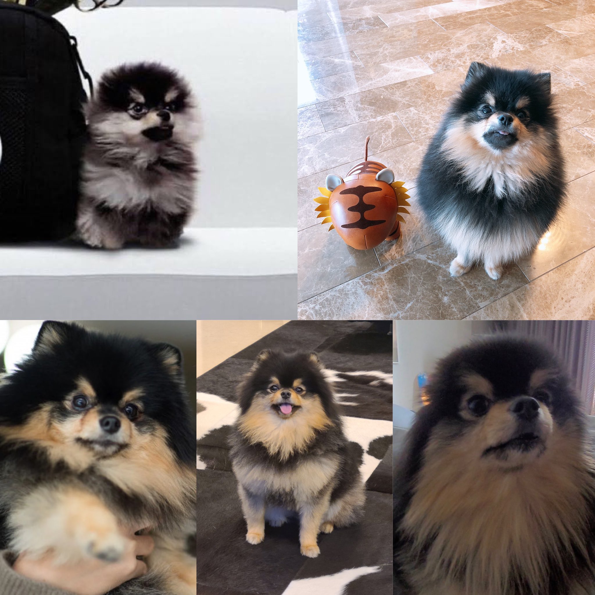 Tan teacup pomeranian sales