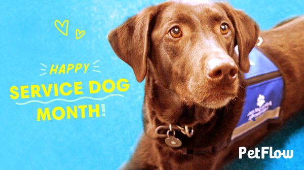 To the support dogs around the world, we wish you a Happy Service Dog Month! 🐕 ❤️
