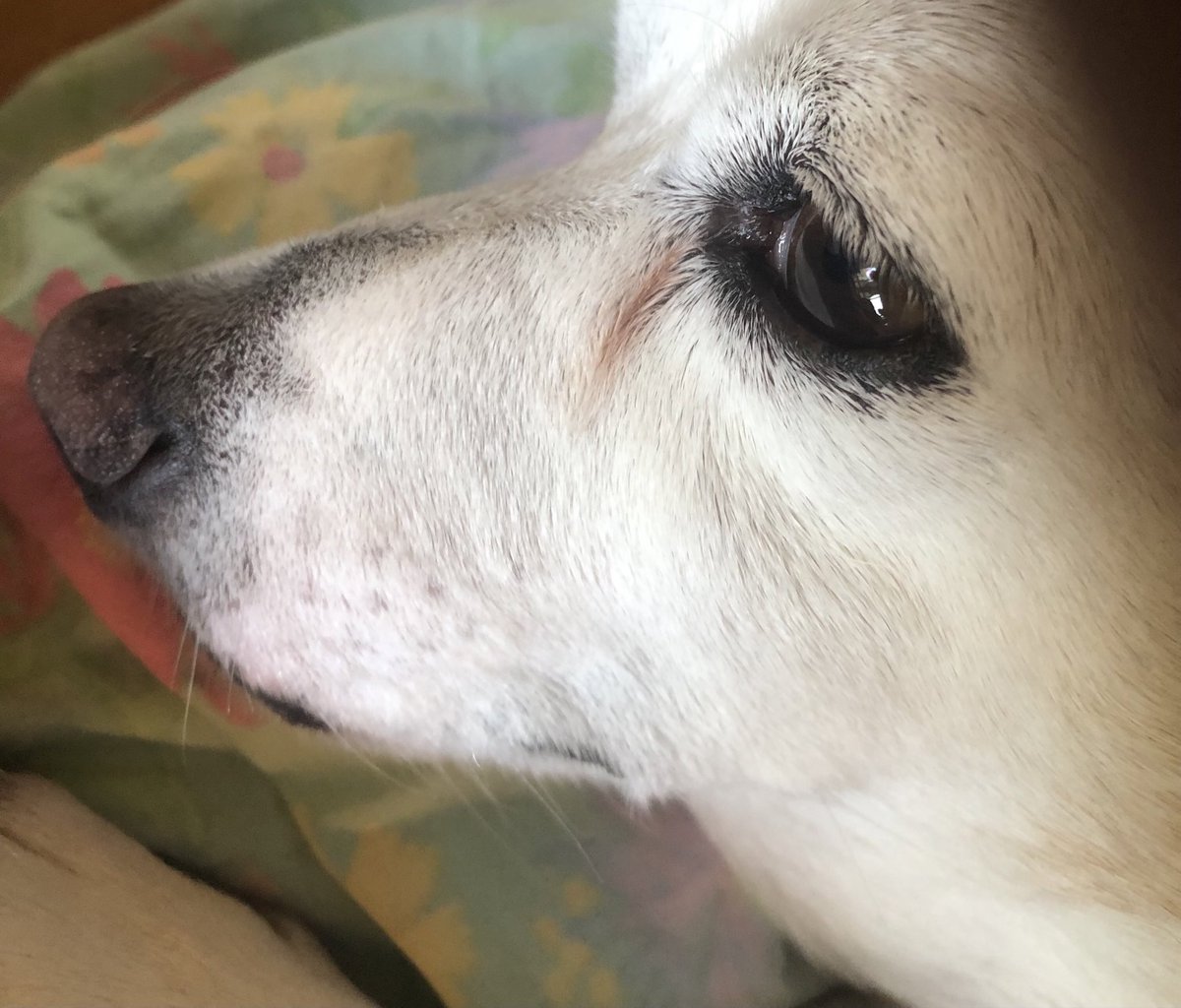 NeilDMaxwell's tweet photo. Good morning to #Mac #PushyCats @WalkingInAustin https://t.co/ZKjv8juJOQ