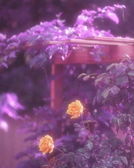 zanwhooo's tweet photo. Purple Gardens I https://t.co/GolwlMoDeI