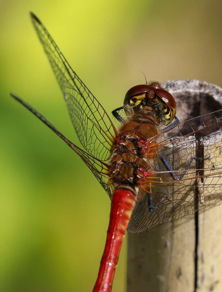 creationimages's tweet photo. Last of the Summer Dragons: Ruddy Darter #dragonfly #dragonflyphotography #ruddydarter #britishdragonflysociety #wetlands #wildlifeconservation #dragonfliesofinstagram #uk_wildlife_images #wildchristian #tewkesburywildlife #tewkesbury https://t.co/fqqSTvJUpI