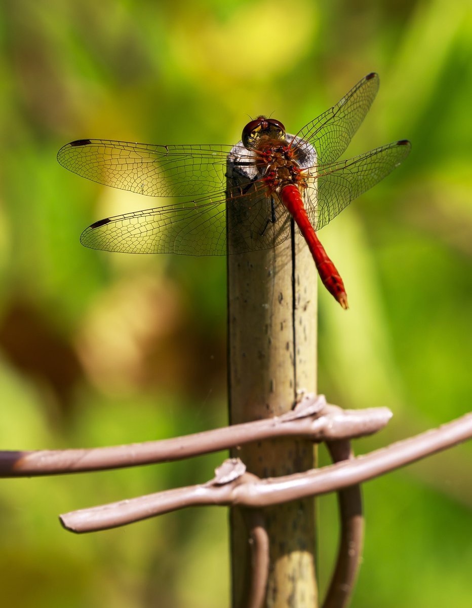 creationimages's tweet photo. Last of the Summer Dragons: Ruddy Darter #dragonfly #dragonflyphotography #ruddydarter #britishdragonflysociety #wetlands #wildlifeconservation #dragonfliesofinstagram #uk_wildlife_images #wildchristian #tewkesburywildlife #tewkesbury https://t.co/fqqSTvJUpI