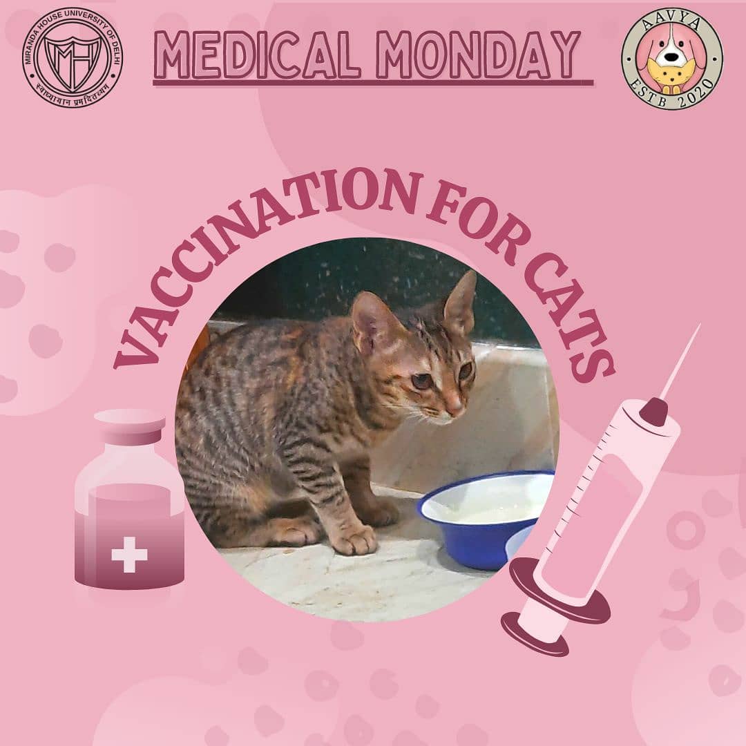 AavyaMh's tweet photo. An extremely informative post regarding Vaccination for Cats is up!🌸
Do check it out💫
Link to post : https://t.co/KTm9UdzOSL
Don't forget to share💗 https://t.co/EV68H7UaT5