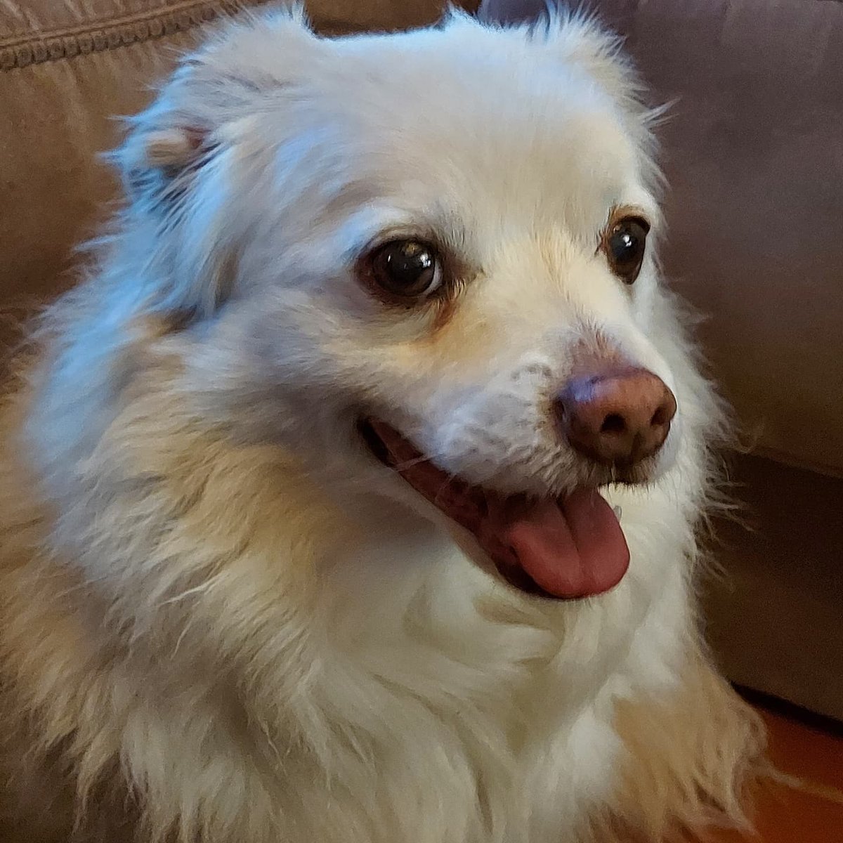 twinsthings's tweet photo. Four Stages of Kaiya... learning there are treats
#Kaiya #Dog #dogsofTwitter #GeriatricDog #Almost13 #DogTreats #Treatos #AdoptDontShop #NoFilter https://t.co/ZkS3HAJIlD