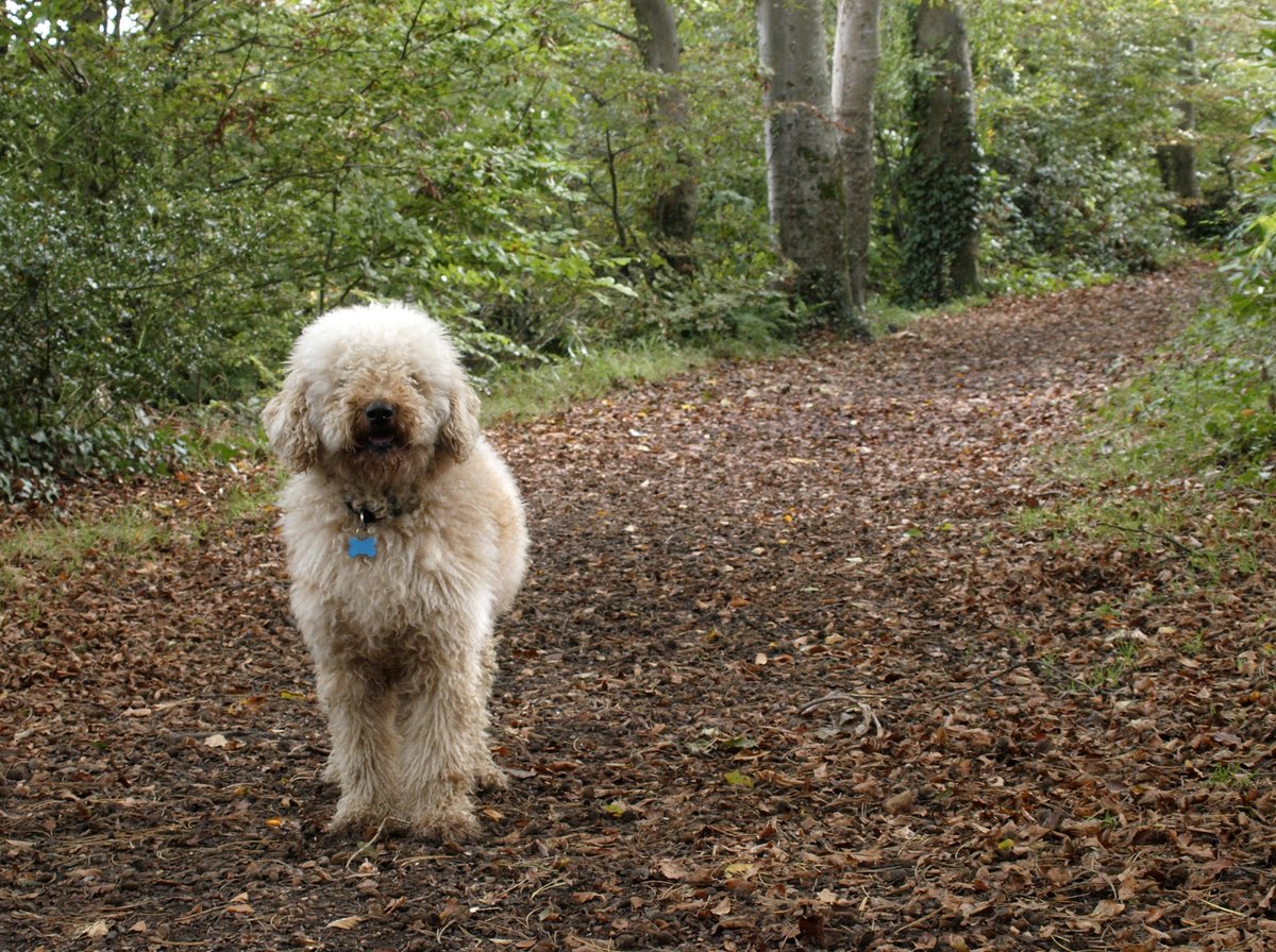 Where you can stay with a dog in the New Forest National Park 👉 teamdogs.co.uk/articles/where…

@NewForestNPA @TheNewForestUK @EngNewForest @newforestranger @New_Forest_NP @HampshireLive @EllaEWalker