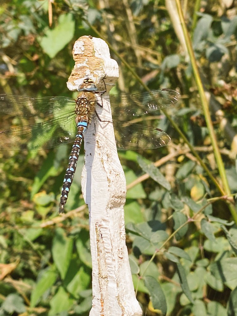 Libelle genietend in de Friese middagzon.