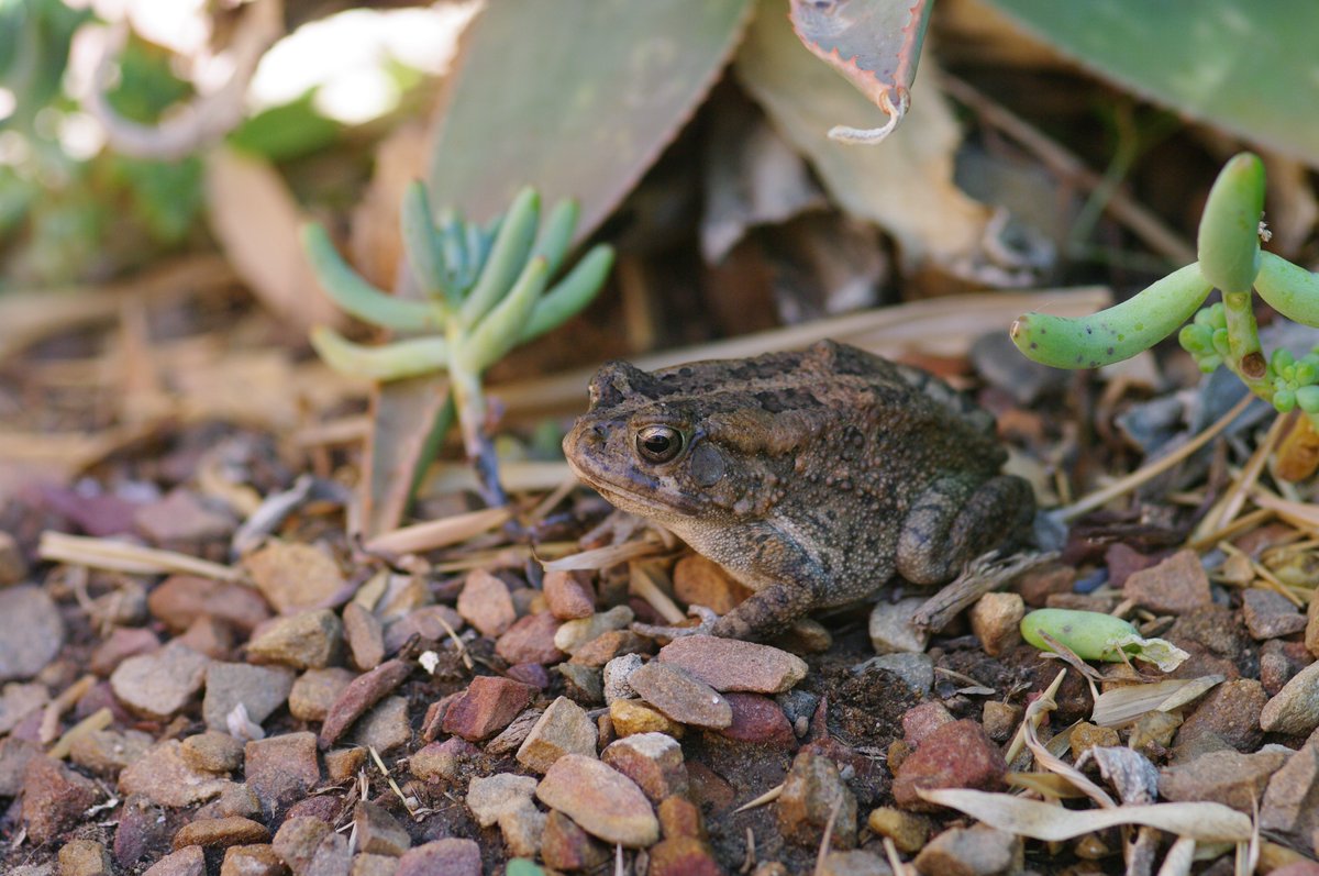 ⭐️Hot Off the Press⭐️ Urban Guttural Toads are bolder in both native and invasive populations. Did their bolder phenotype help this invader succeed?

Find out more: link.springer.com/article/10.100… #UrbanEcology @InvasionScience