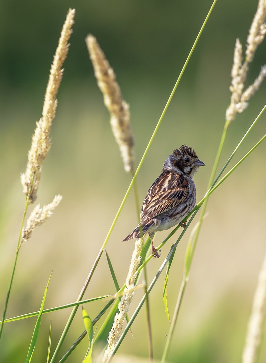 Teenage Reed Bunting one of my favourite shots of this summer #reedbunting #adolescent #reedbed #tewkesbury #tewkesburywildlife #fledgling #uk_wildlife_images #glosbirds #lastofthesummer #rspb_love_nature #floodplain #coolhair #ruffledfeathers