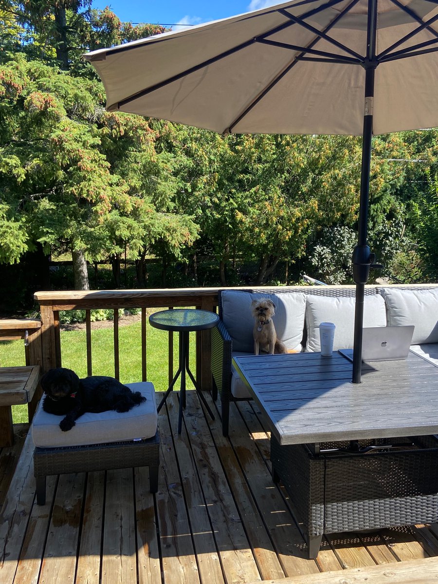 The real winners of our new patio set. 🐾