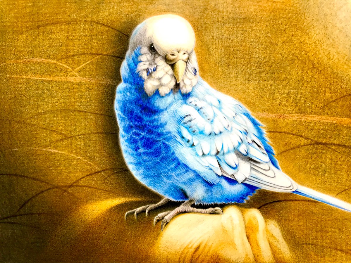 色鉛筆で描いたセキセイインコです #色鉛筆画 #インコ