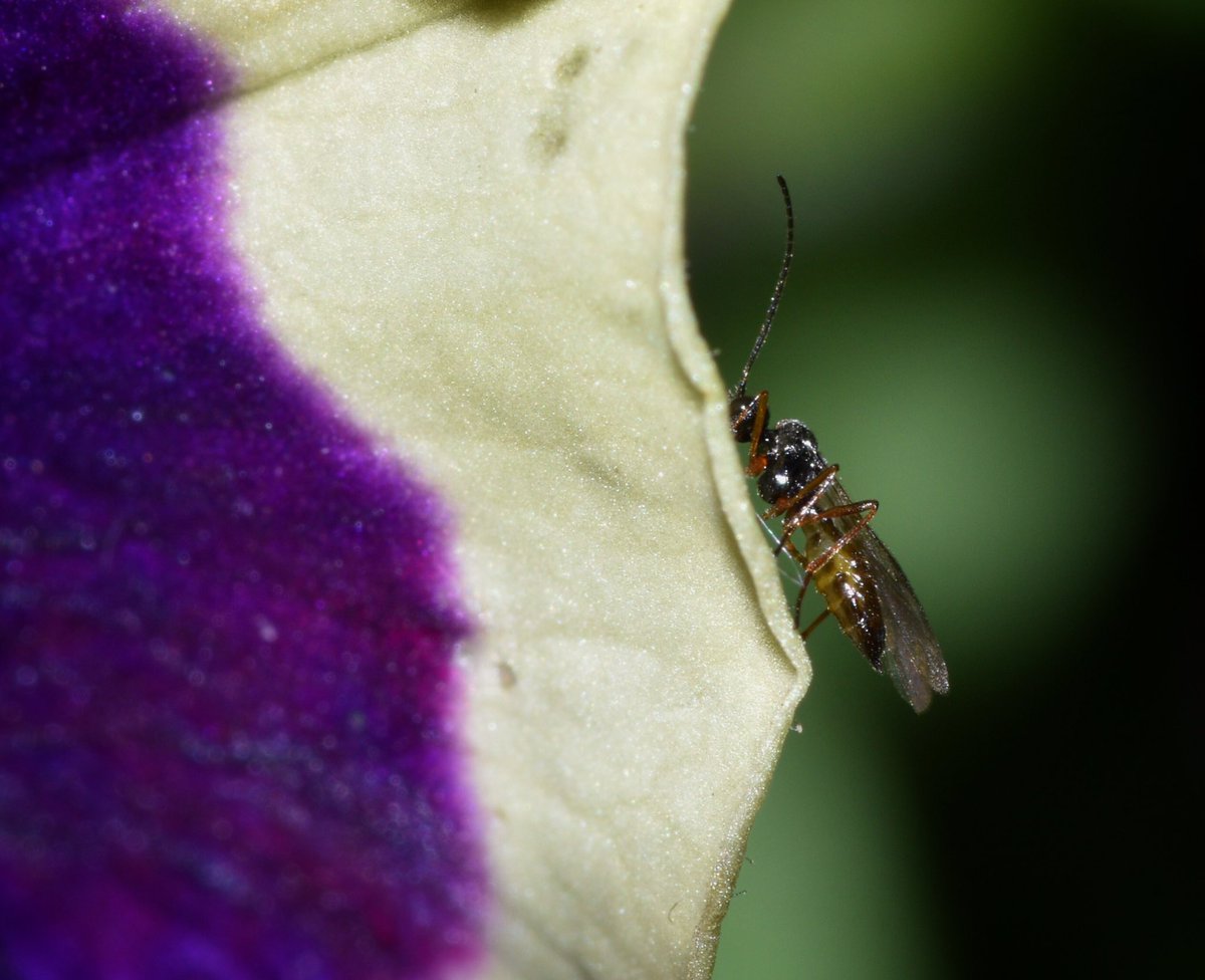 Aphidiinae are a subfamily of tiny #parasitoidwasps that use aphids as their hosts. When you see it on my finger you get a sense of scale I hope. Wasps are truly fascinating <a href="/bigwaspsurvey/">Big Wasp Survey</a> #waspflower <a href="/BuglifeScotland/">BuglifeScotland</a> <a href="/Britnatureguide/">The British Nature Guide</a> <a href="/WildlifeMag/">BBC Wildlife</a>