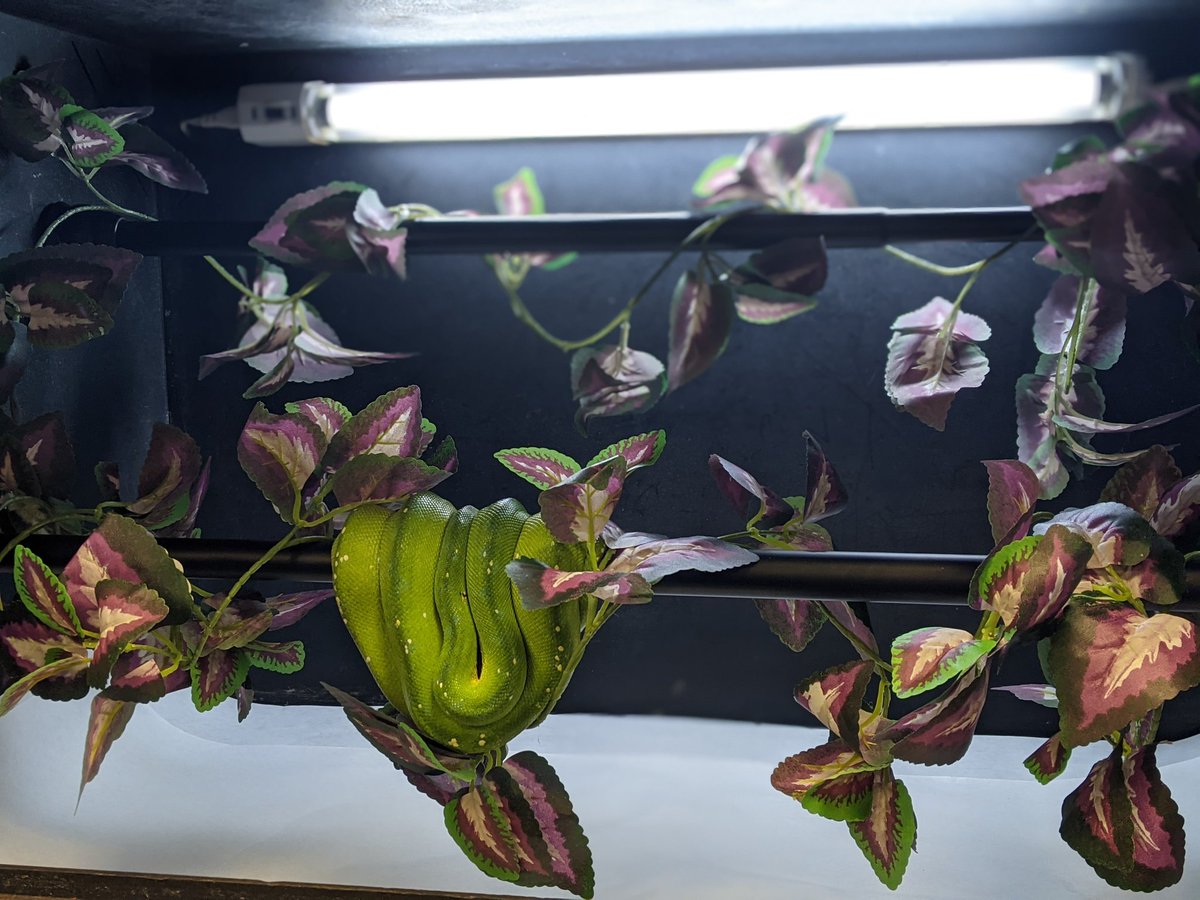 Curious Creatures LLC tweet media