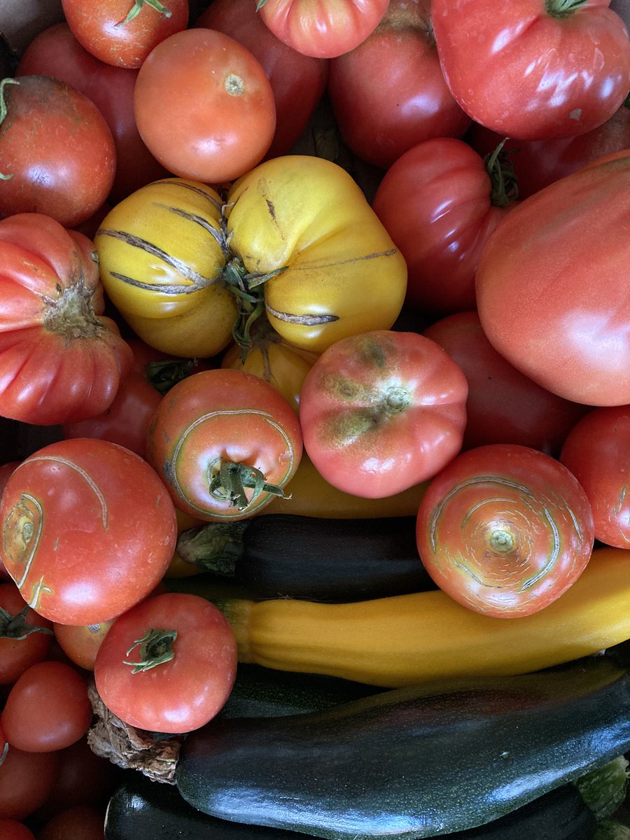 So many tomatoes 🍅🍅🍅🍅🍅🍅🍅🍅🍅🍅🍅🍅🍅🍅🍅🍅🍅