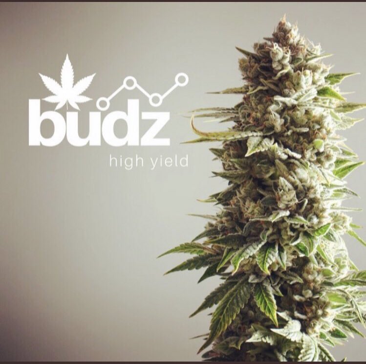 chrismc64365081's tweet photo. @FruOswald Theses guys are obviously Master Growers! #cannabis
 
🔥🔥💨💨 Budz &amp; Nugz powering our ecosystem #bsc #bnb #defi #crypto #PlayToEarn 

Telegram : https://t.co/raz7UdjfwN
Website : https://t.co/tOslK5zxc4 https://t.co/tXRPTKprCc