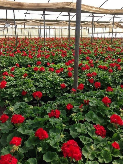 صناع الجمال!🌳🎋

خالك في البيت و نوصلك جميع أنواع الزهور والأشجار إلين عندك"مجانآ" 

امنحنا ثقتك ولا تتردد في التواصل معنا
0563731399

#صدفه_ماتنساها
#شخص_حبيته_ومايدري
#سعاد_بنت_جابر