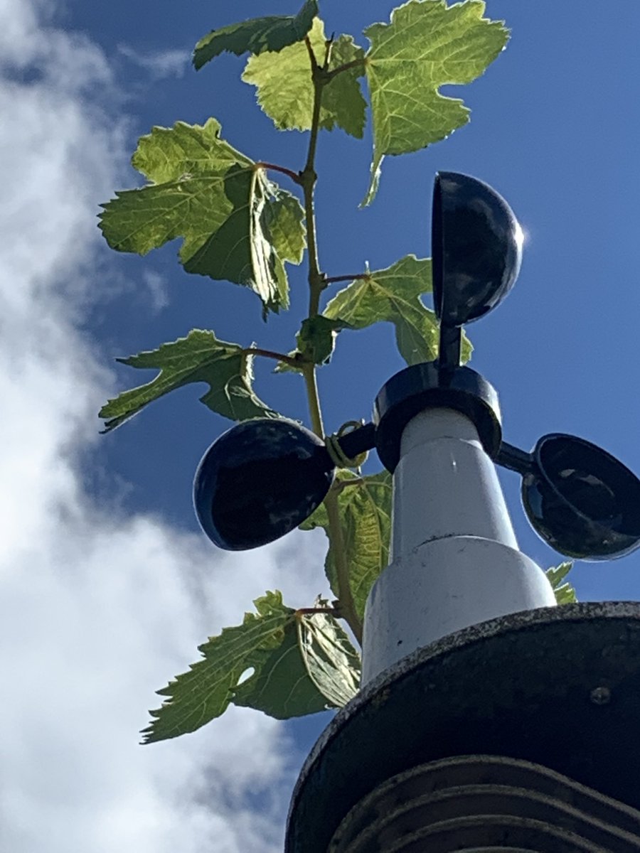 Someone’s probably wondering why it’s not very windy in this vineyard.