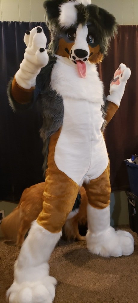 Bink - AD⚡HD Collie tweet media