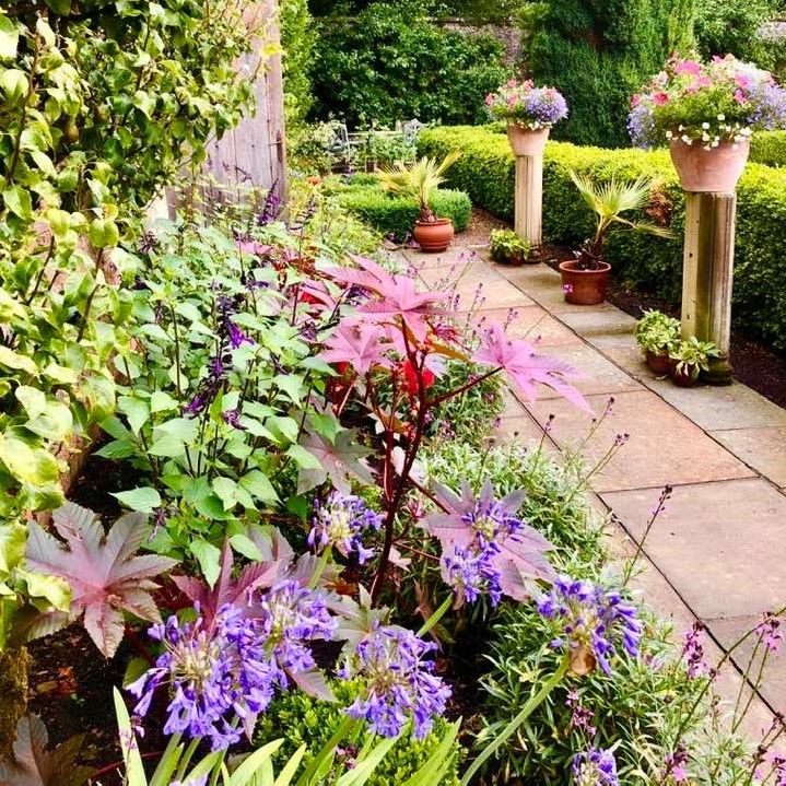Ricinis communis or Caster oil plant grows well in the seasonal planting under the south wall of the walled garden with Salvia ‘Amistad’, Erysimum ‘Bowles Mauve’ and Agapanthus ‘Headbourne hybrids’.