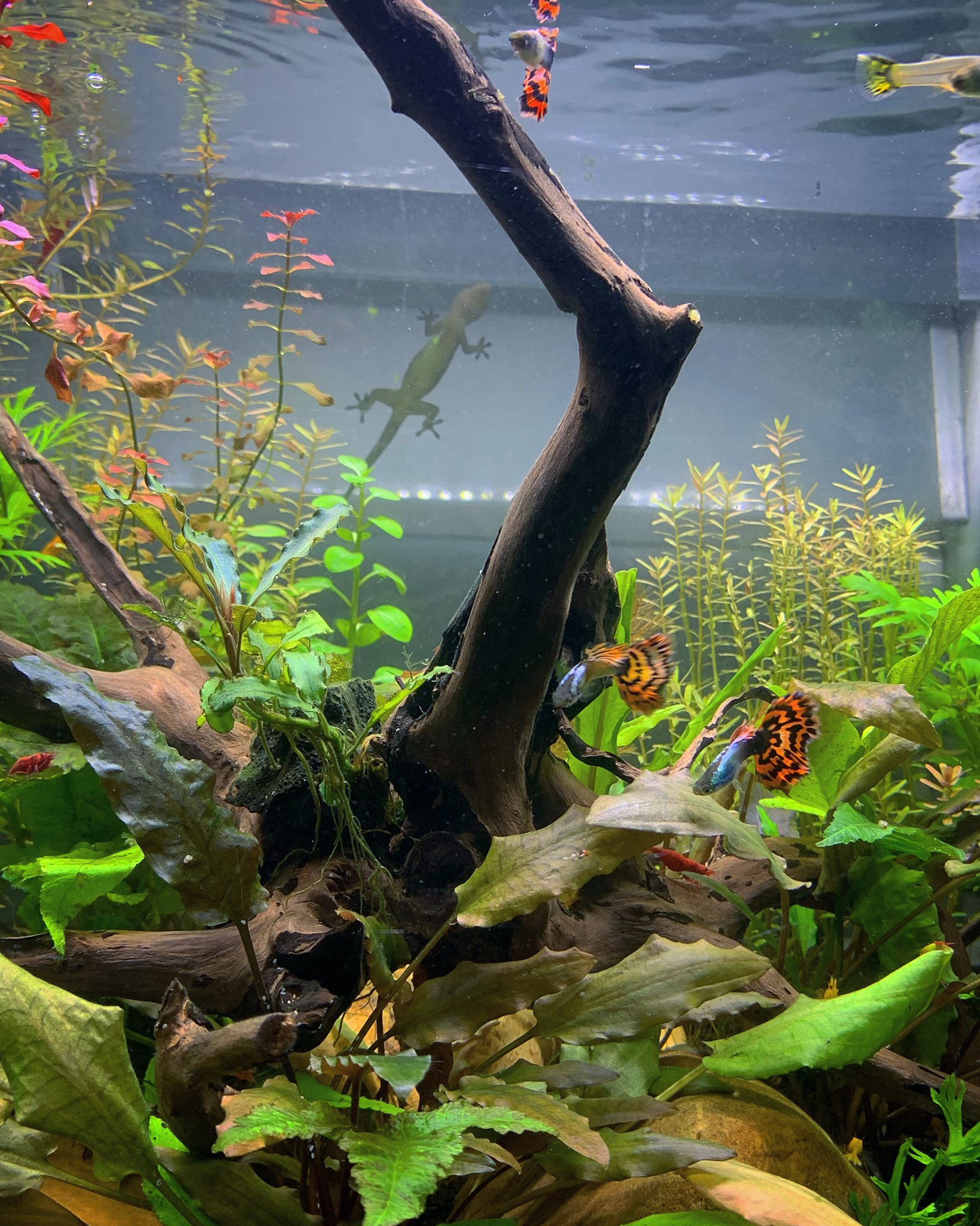 Arisa1313 I Really Need To Find A Background For My Tank Fishtank Shrimptank Aquarium Aquascape Gekko Guppy Shrimp Freshwater 水槽 水草水槽 グッピー えび アクアリウム アクアリウム初心者 ヤモリ T Co M3ipgnwrmb