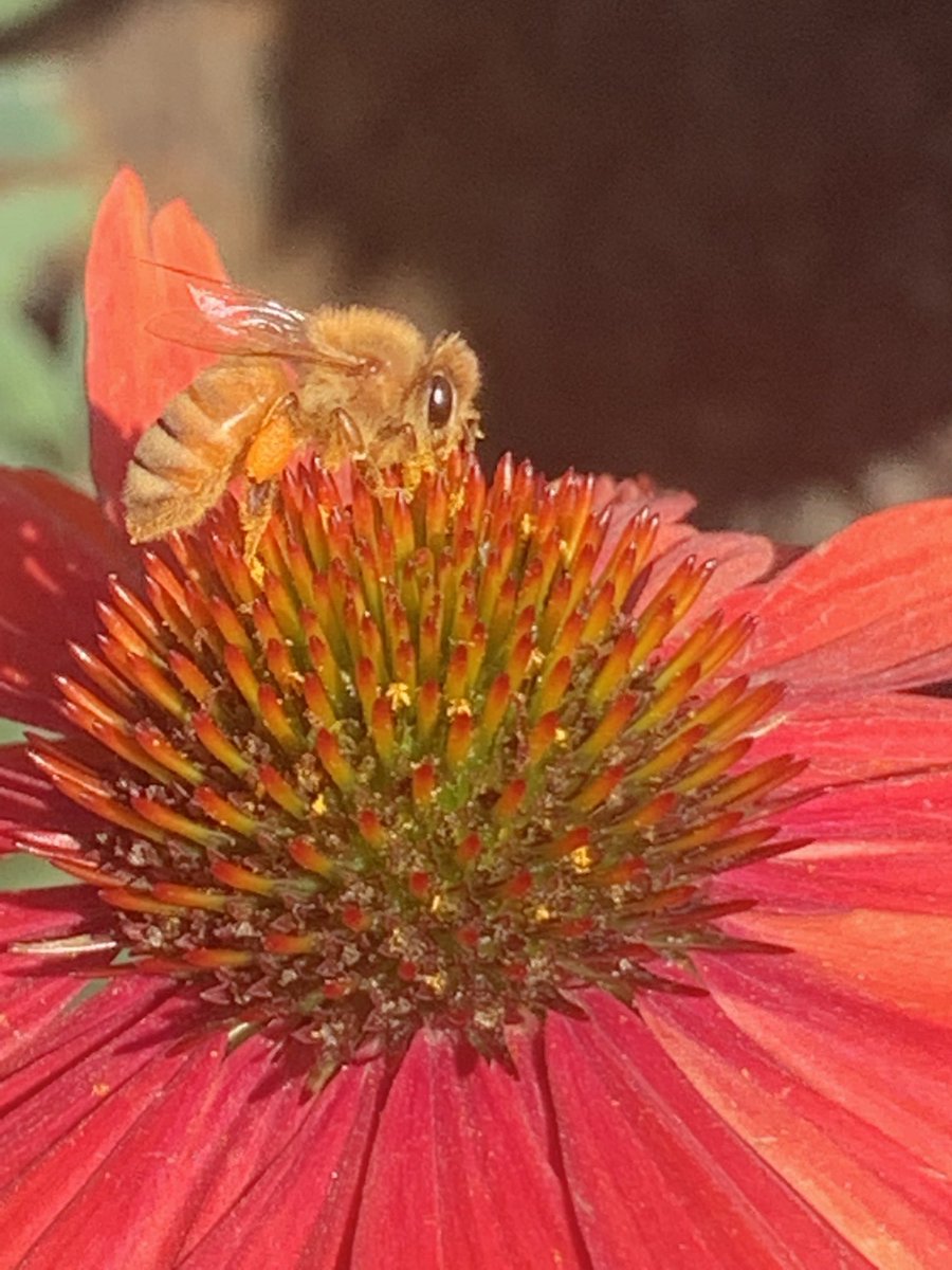 jshuey's tweet image. This dude’s a collector. 

#PollenRun

 #ValleyLife