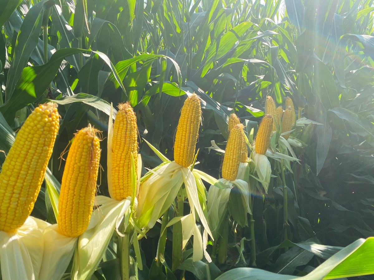 David Lerwick tweet media