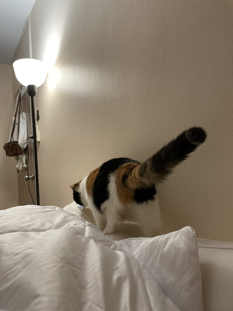 มันวิ่งมามุดผ้าห่มอะพอจะจับฟัดก็วิ่งหนีดุ๊กๆๆๆๆ