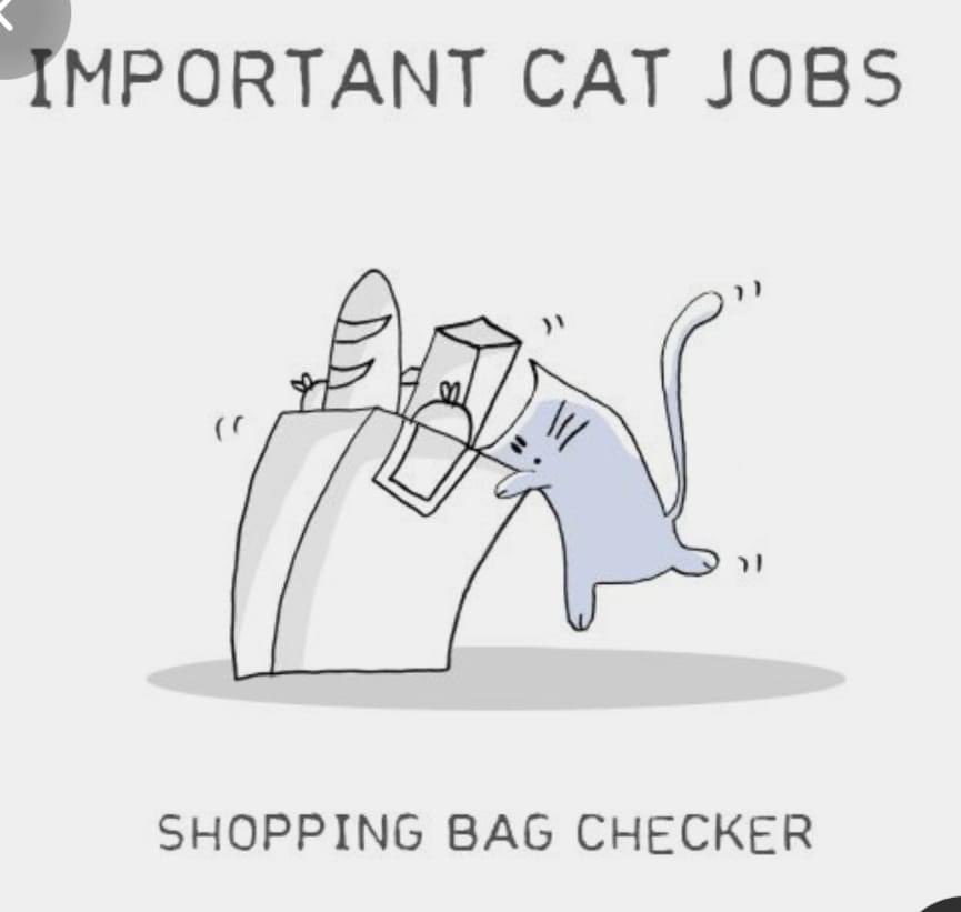 BruiserNCatCat's tweet photo. Cat Cat approves of this message #cat #cats #catmom #CatsOfTwitter #catsofinstagram #catlife #catlovers #catmeme #funnycats https://t.co/gpK4AdENmg