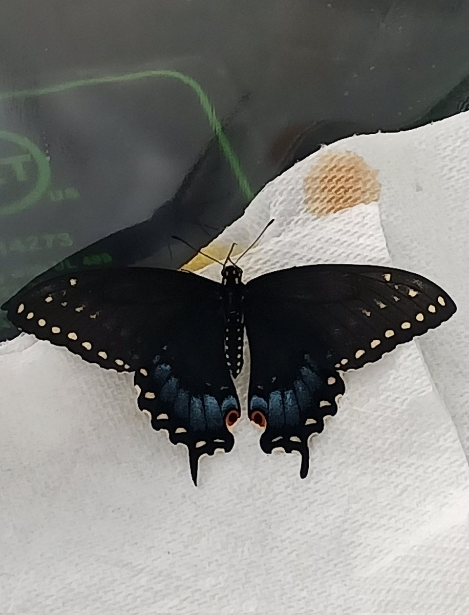 gquilts's tweet photo. Well this was a surprise! I thought I'd have a guest overwinter. Nope, she eclosed this AM and I released her. Swallowtails, the bbfly Ninja's lol.
.
.
#bbfly #released #chrysalis #pupate #butterflyeggs🐛 #swallowtail #butterfly https://t.co/yb8gjM7dc5