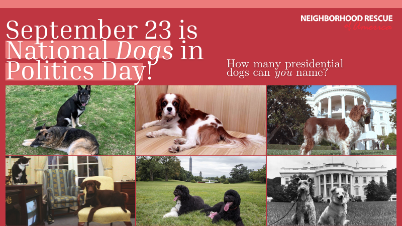 breakfree_101's tweet photo. Today is National Dogs in Politics Day! 🐶 How many political dogs can you name? Let us know!

#NationalDogsInPoliticsDay #PoliticalDogs #Dogs #PresidentialPups https://t.co/S8S1aB4rd1