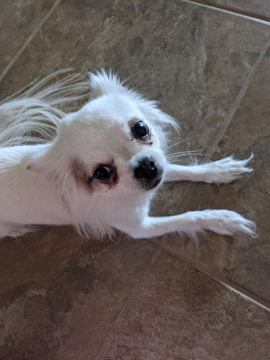 instapathbio's tweet photo. Meet Luna! She's another Instapath rescue pup we are featuring on our feed. She was rescued from the dog meat trade in Asia. Share your pet's rescue story! #petsofpath #PathTwitter https://t.co/c8BxJ5dn0e