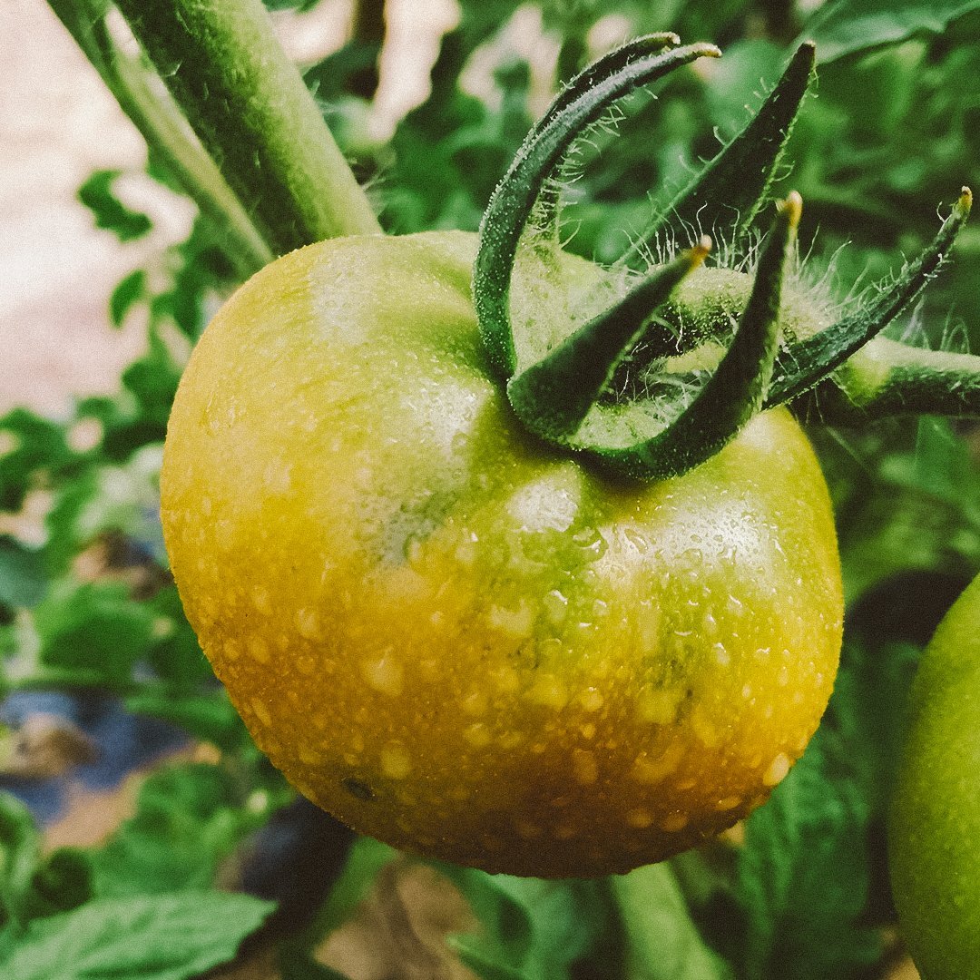 Tomato production extends to different areas of the country, in Lleida as well. Different varieties, cultivation systems... Technicians always with the farmers offering solutions and collaborating with them.