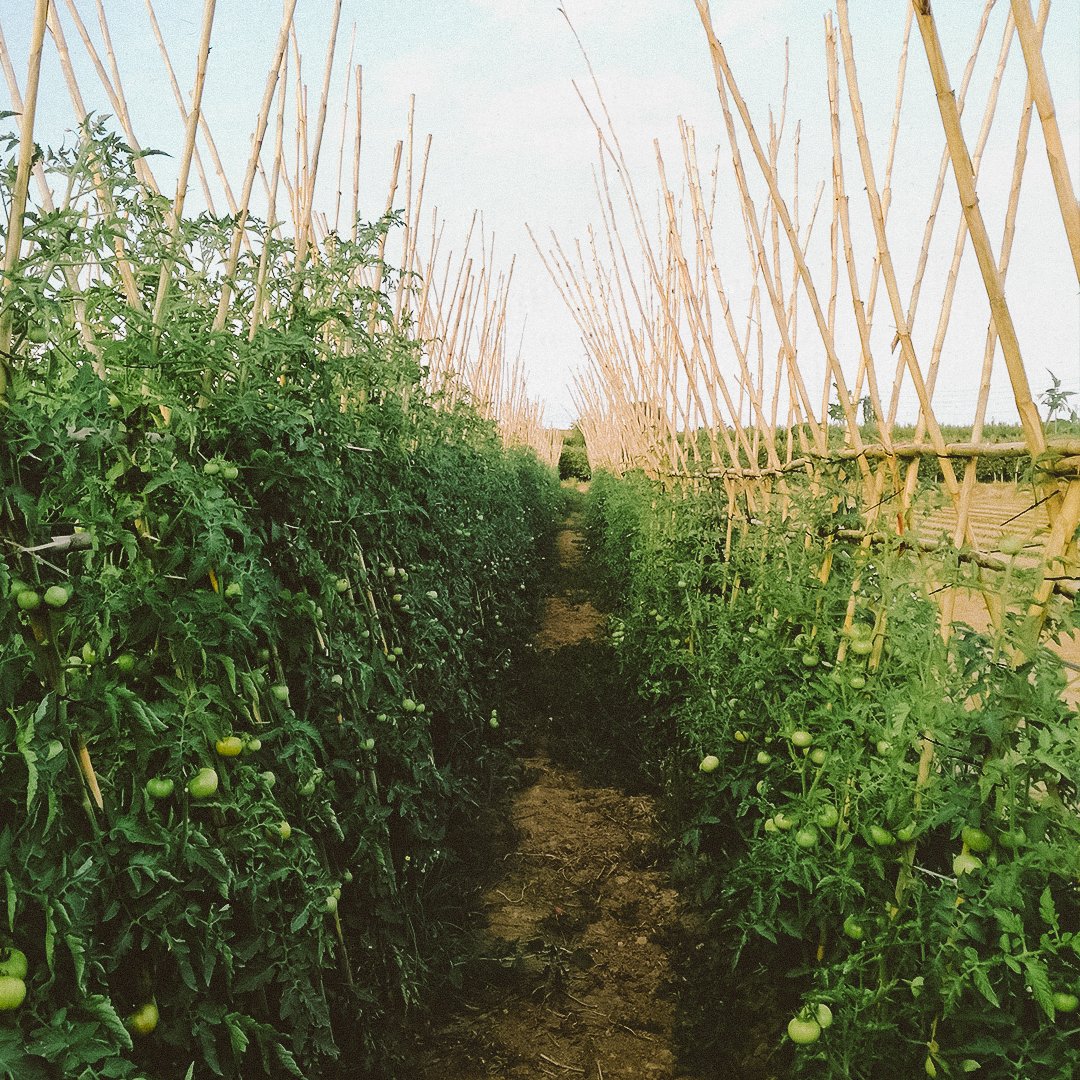 ALTINCOagro's tweet photo. Tomato production extends to different areas of the country, in Lleida as well. Different varieties, cultivation systems... Technicians always with the farmers offering solutions and collaborating with them. https://t.co/Skik5sqa0n