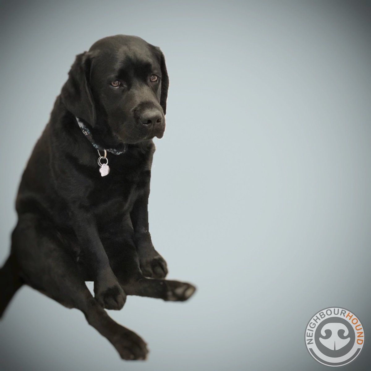 NeighbourHound_'s tweet photo. Thought you said Labrador Day. I still gets treats, right?🐶 #laborday #labrador #labradorretriever #labsofinstagram #sit #treats #eatandtreats #doggo @worldoflabs @blacklabsocial @Laboftheday @WhatTheFur @DogParentsCa https://t.co/6eLh41G3ss