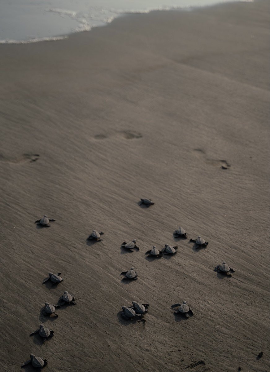 Take part in fascinating sea turtle releases happening at camps located in Barra Vieja and Bonfil beach. To enjoy an experience like this one, remember you must wear a face mask. 

#AcapulcoAClassicReinvented 
#WearAMask 
#WashYourHands 
#PracticeSocialDistancing