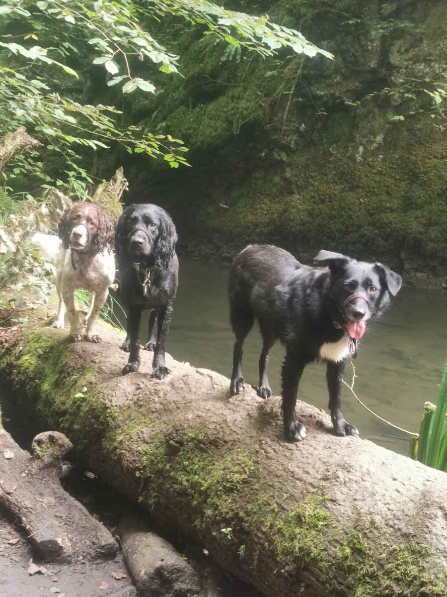 #peakdistrict #Derbyshire #cheedale #dogsarefamily #walkingwithdogs